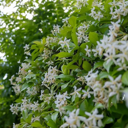 Alojamento de Acomodação e Pequeno-almoço Seta Giardini Naxos